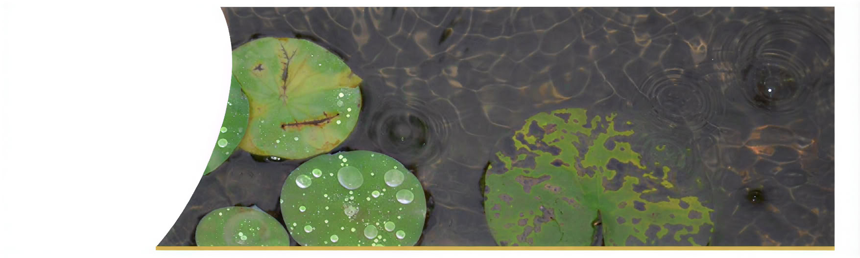 The Dynamics of Deep Transformation