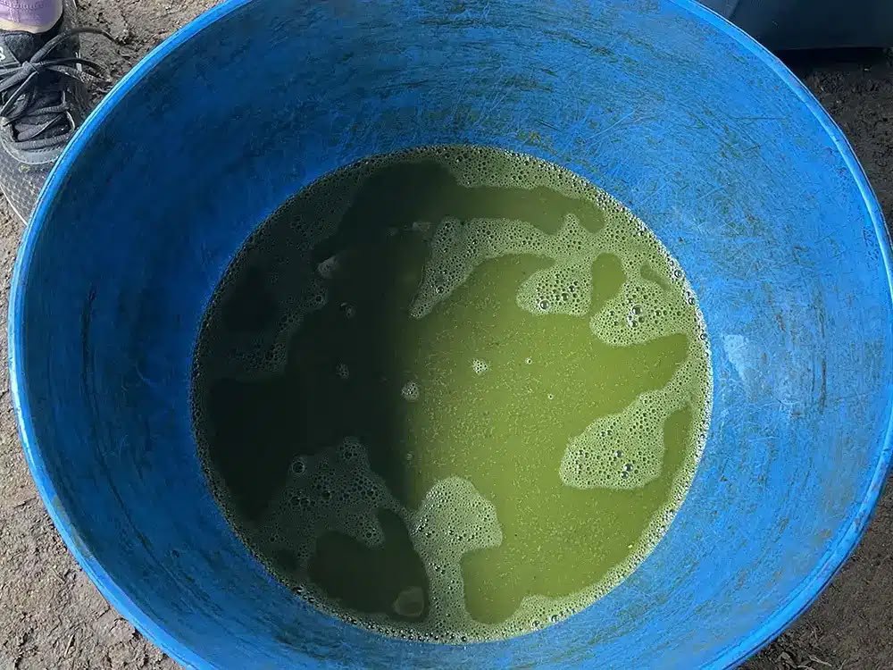 Medicine Maker Ayahuasca Retreat With Taita Miguel