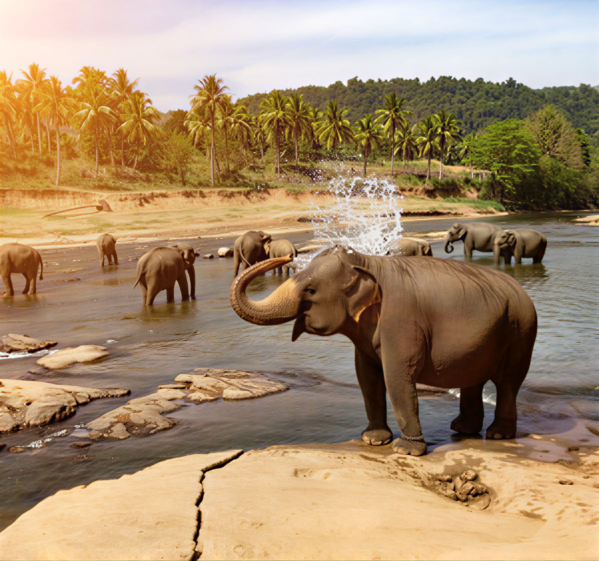 Tranquil Trails: 7-Day Sri Lanka Bliss! Yoga, Meditation, Culture, Nature