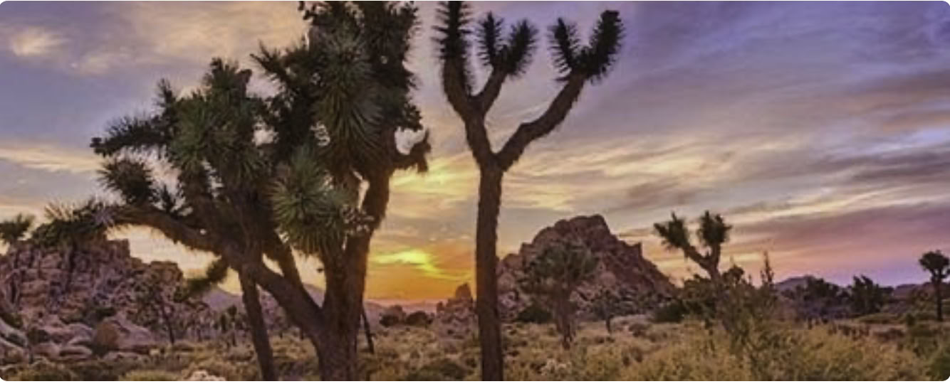Cactus Moon :: The Return with Liz and Megan