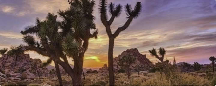 Cactus Moon :: The Return with Liz and Megan