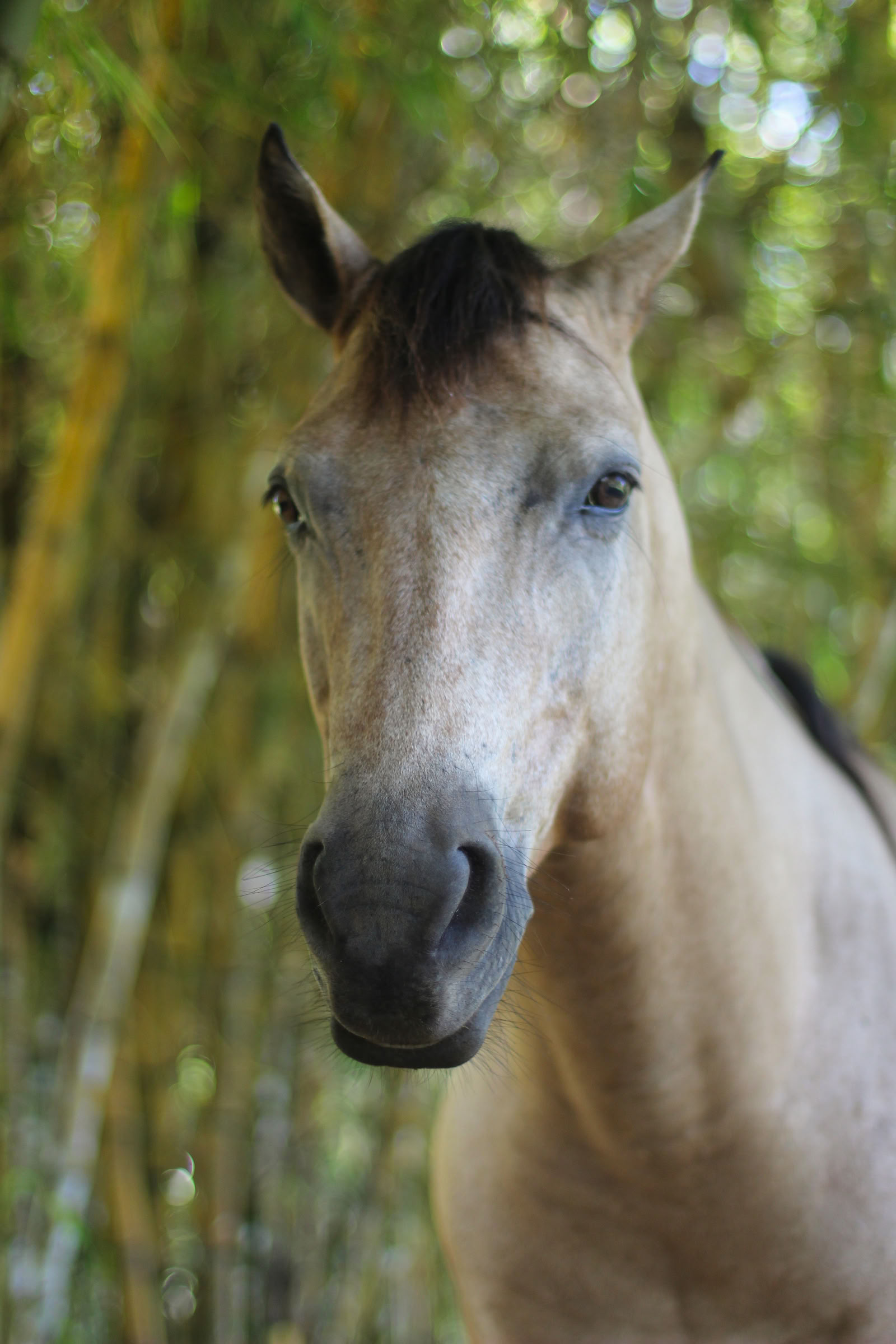 Ancestral Ceremony with Horses at EncanTica