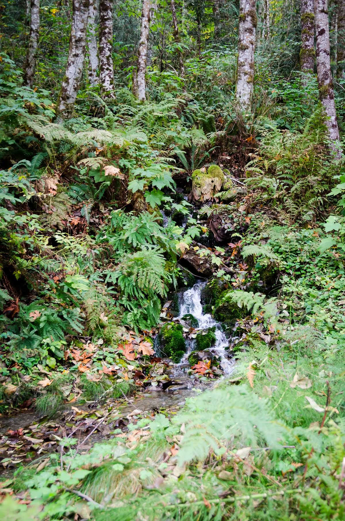Detox Retreat – Autumn Cleanse