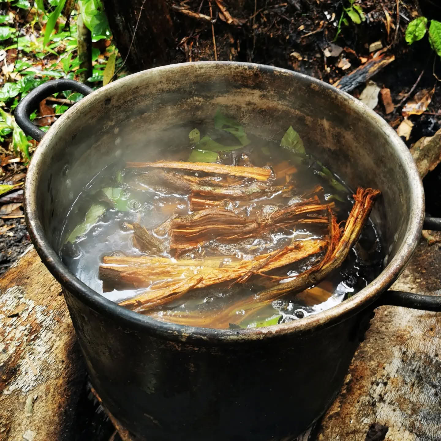 7-Day Ayahuasca Retreat