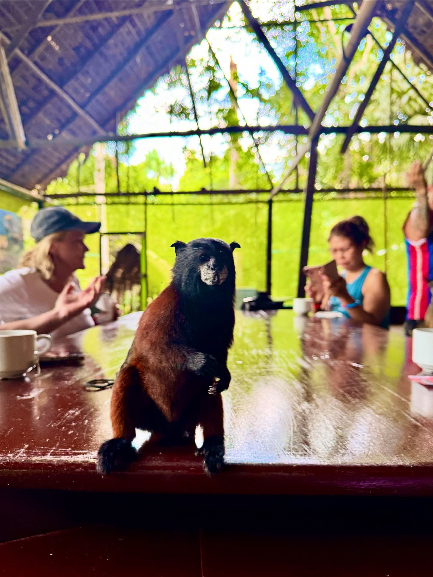 14-Day Ayahuasca Retreat