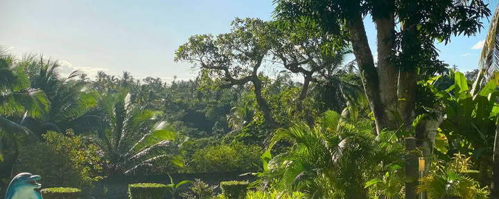 14-day Ayahuasca Retreat with Flow Brazil Yoga / Meditation and Massages