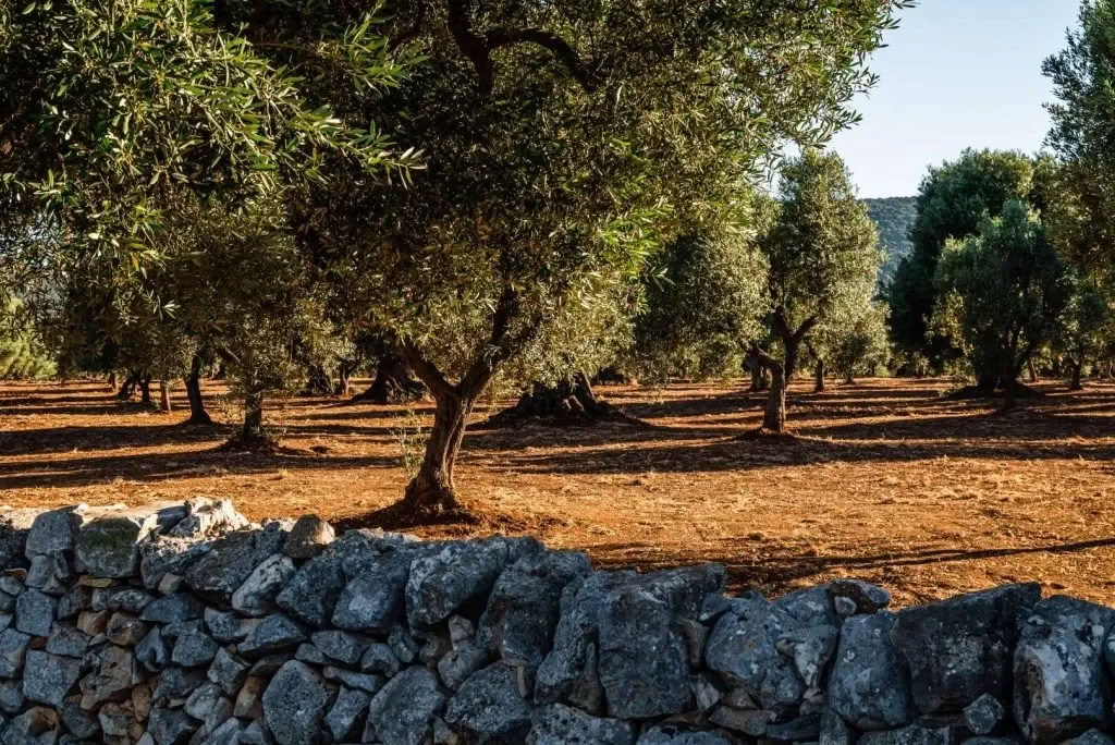 Conversations with Place: A Creative Residency at Masseria Specula