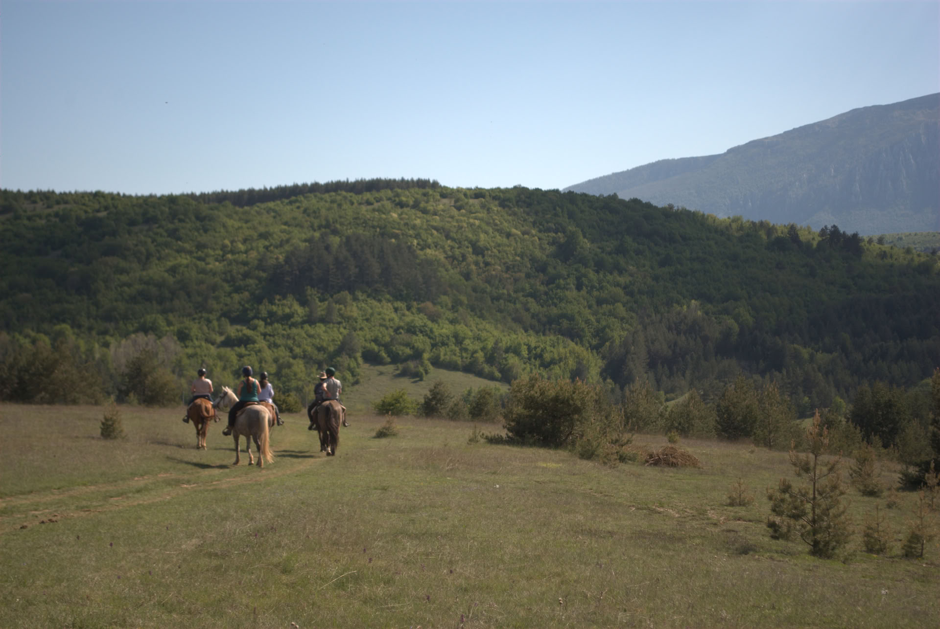 Meditate With Horses