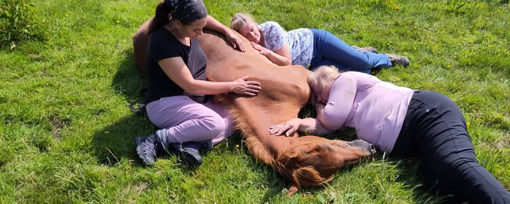 Meditate With Horses