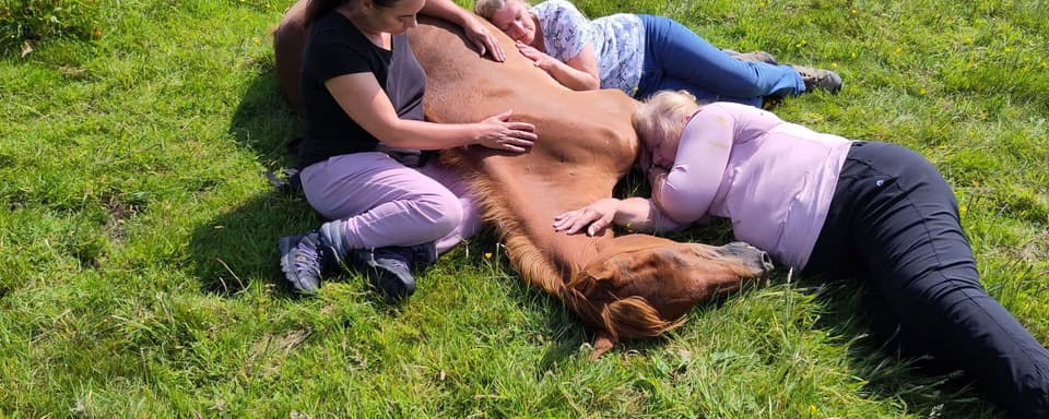 Silent Healing With Horses