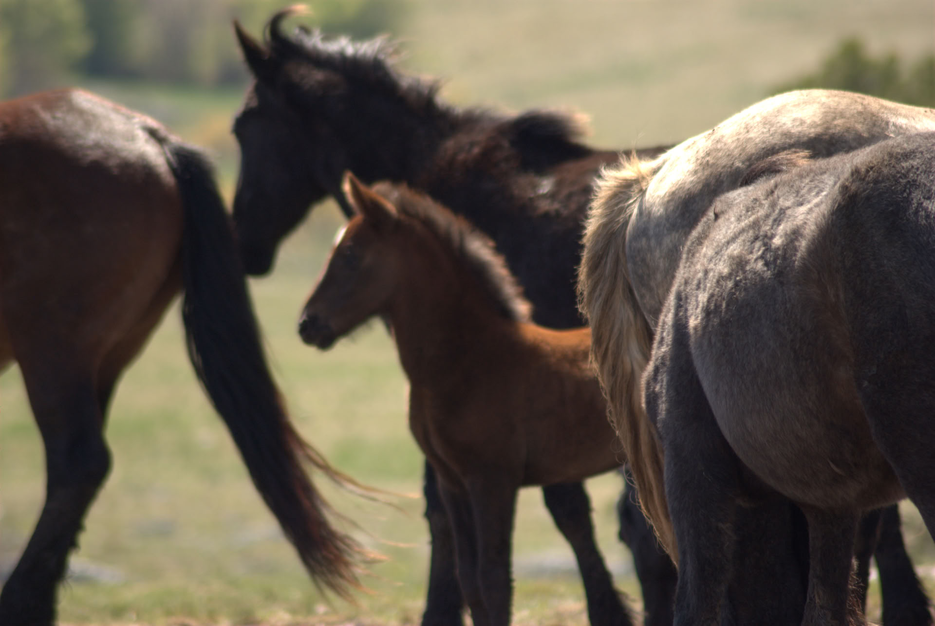 Healing on Horseback | Bosnia 18th - 23rd October