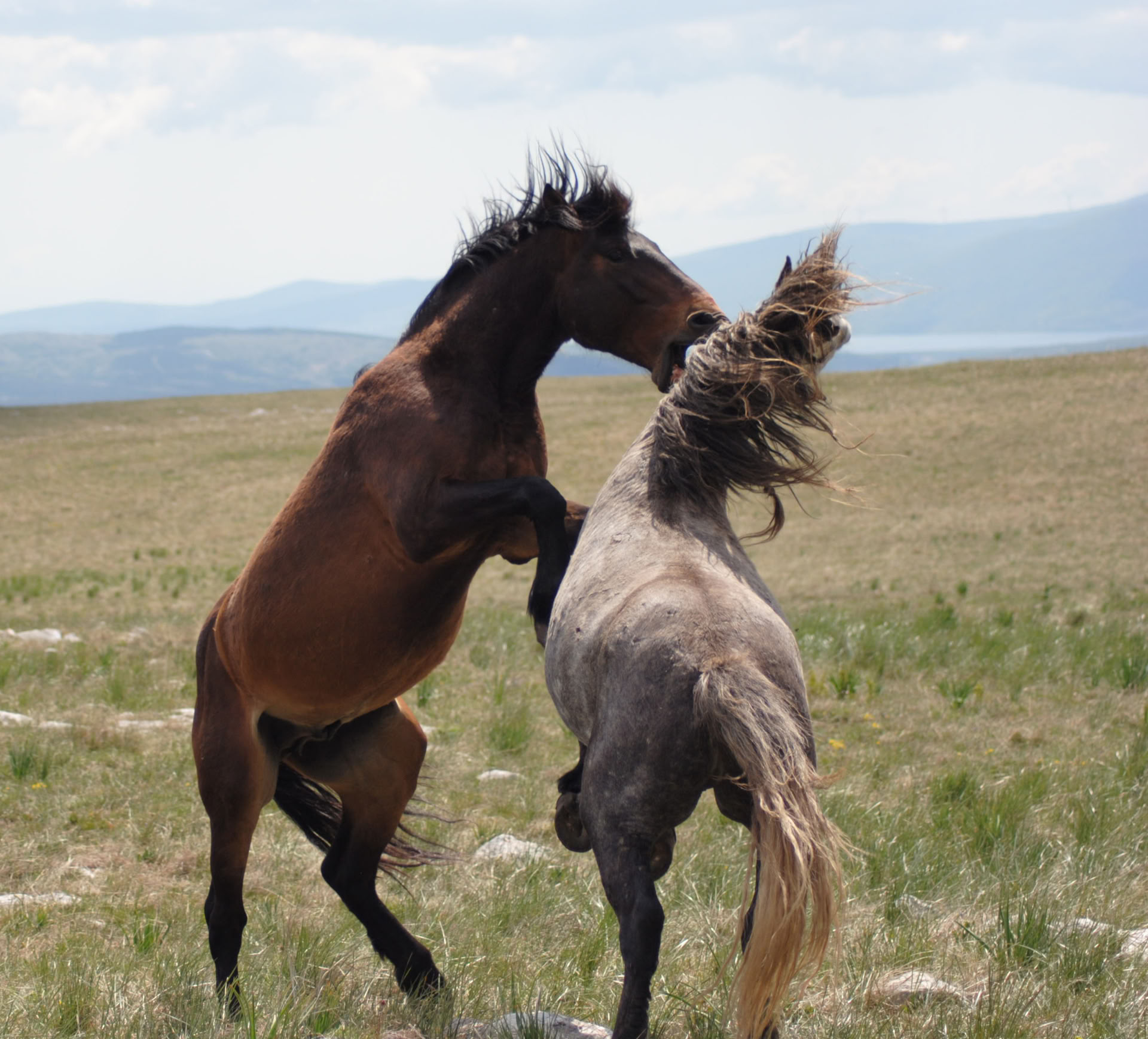 Healing on Horseback | Bosnia 18th - 23rd October
