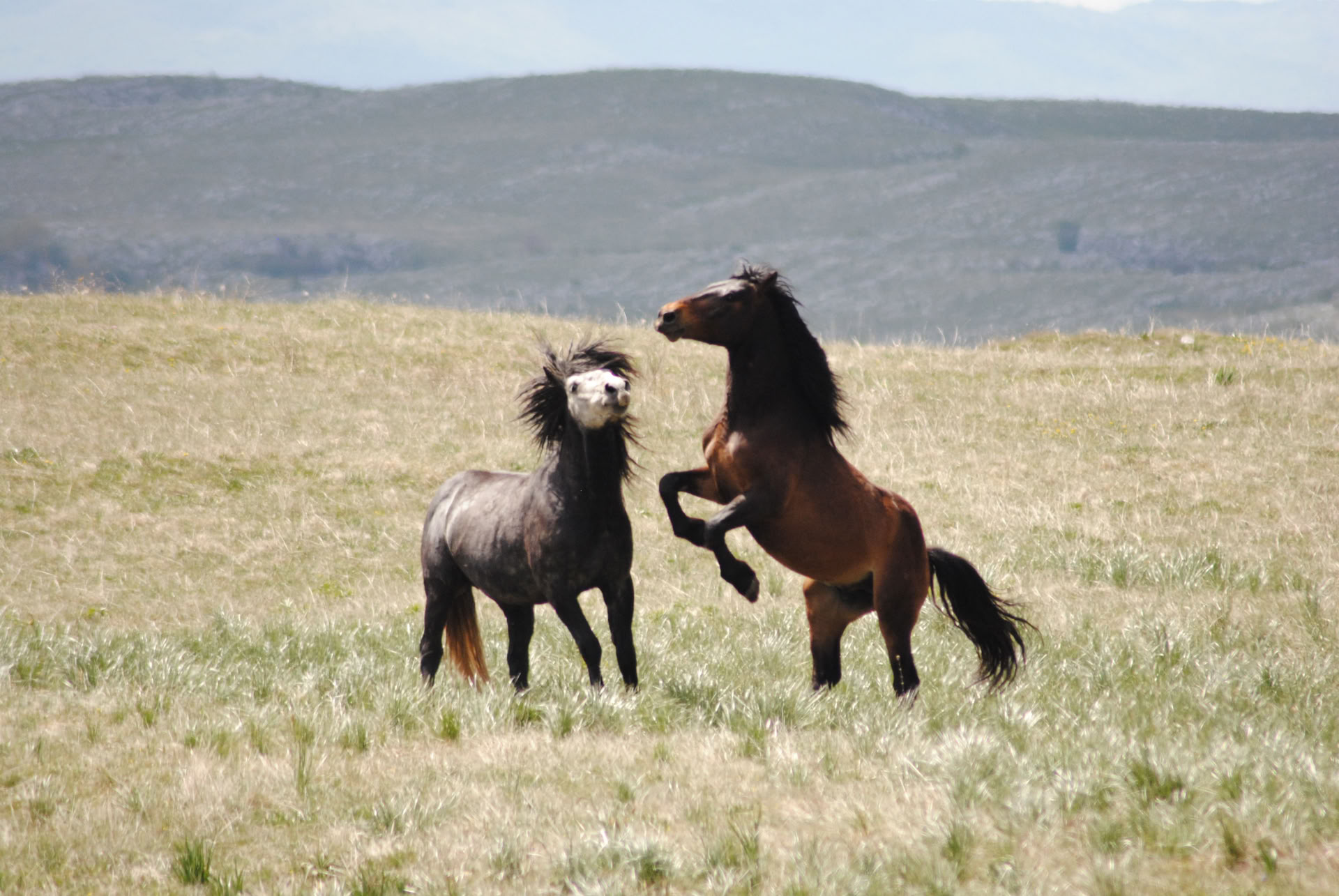 Healing on Horseback | Bosnia 18th - 23rd October
