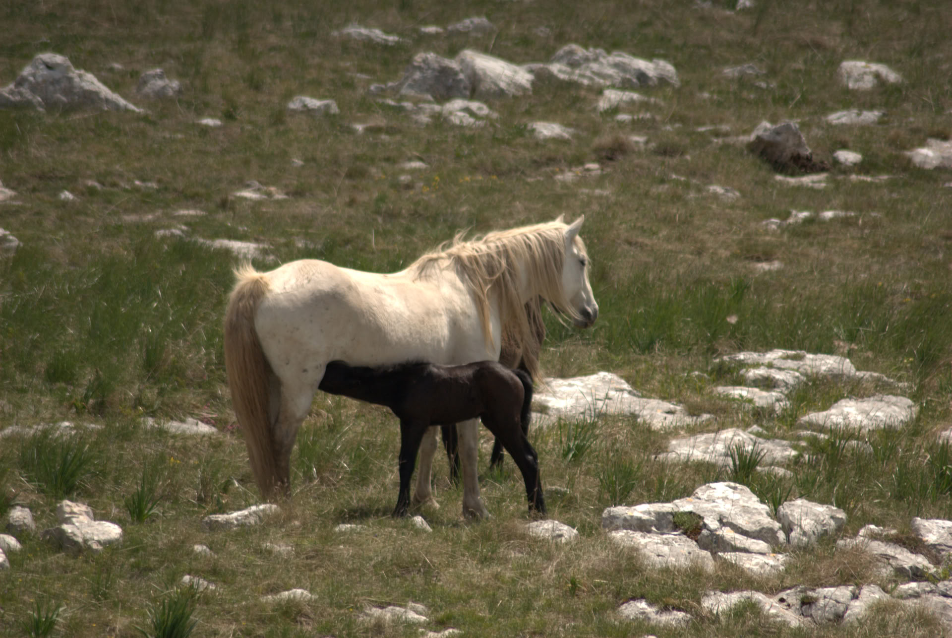 Healing on Horseback | Bosnia 18th - 23rd October