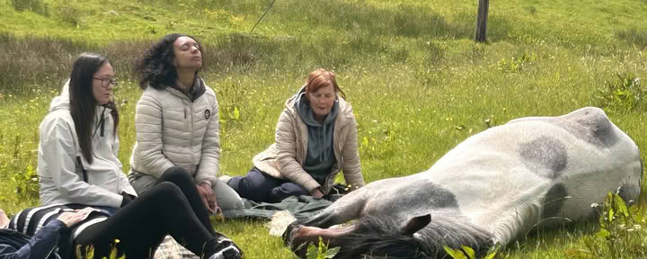 Silent Healing With Horses 02/07/2026 -09/07/2026