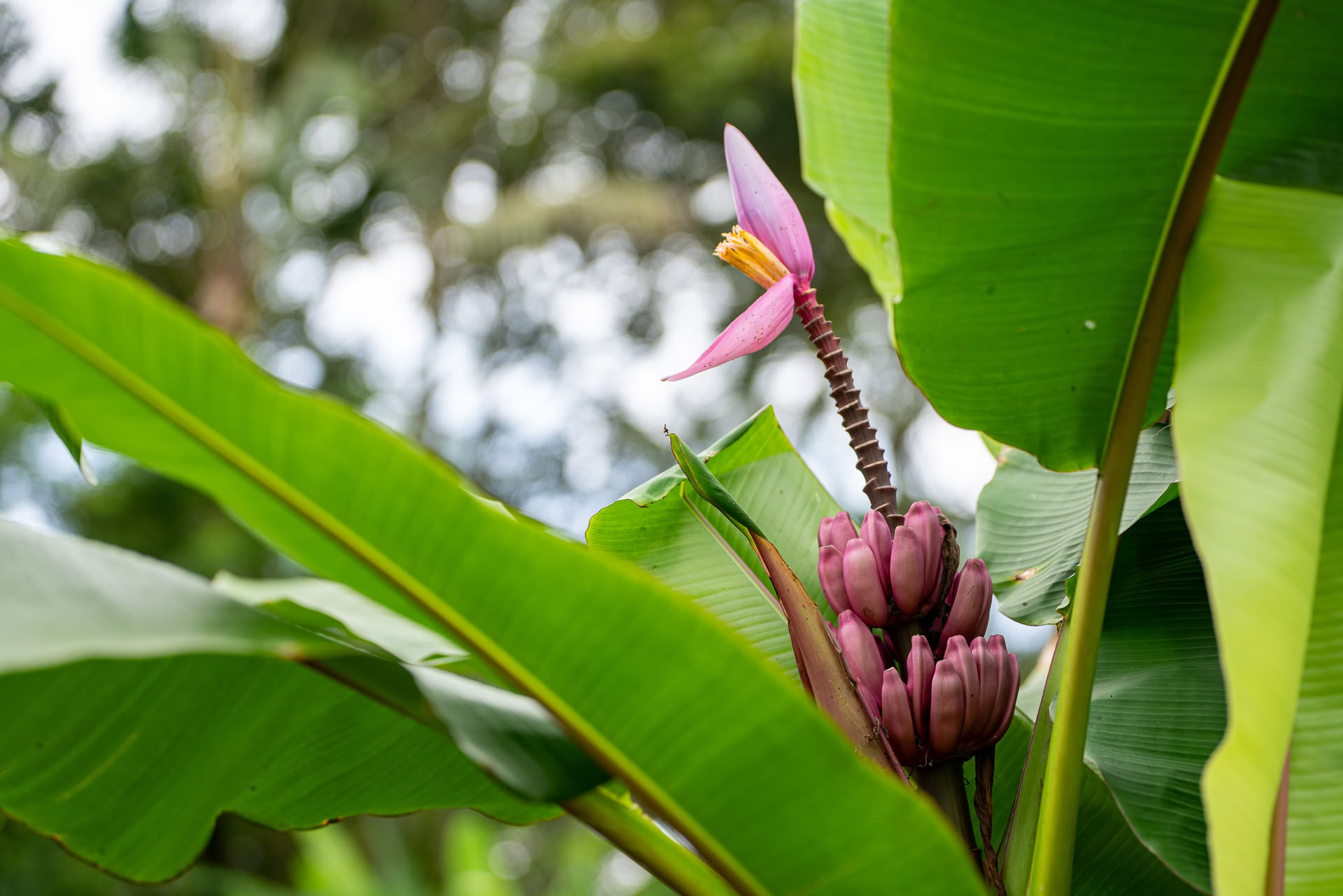 Once-off Bali Offering