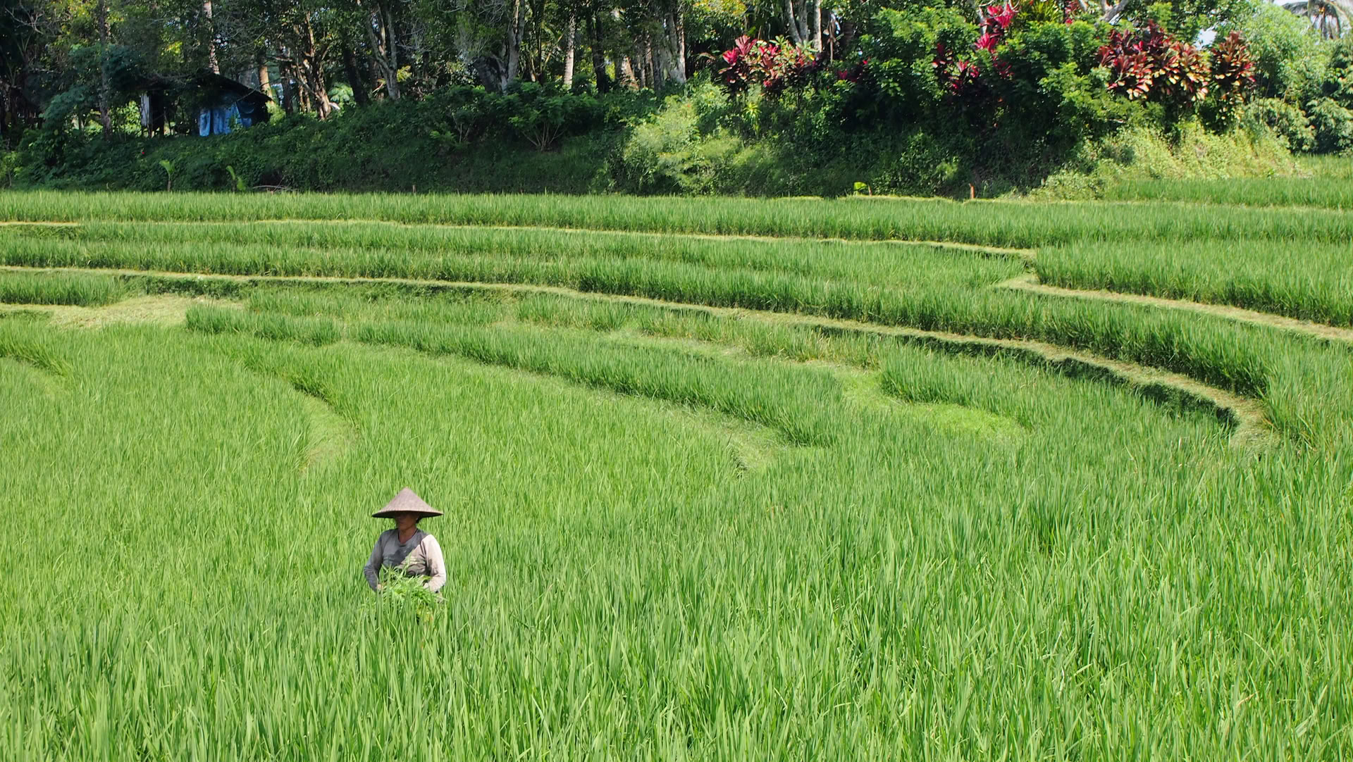 Once-off Bali Offering