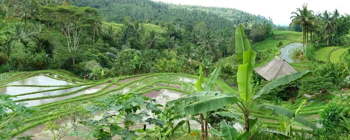 Once-off Bali Offering