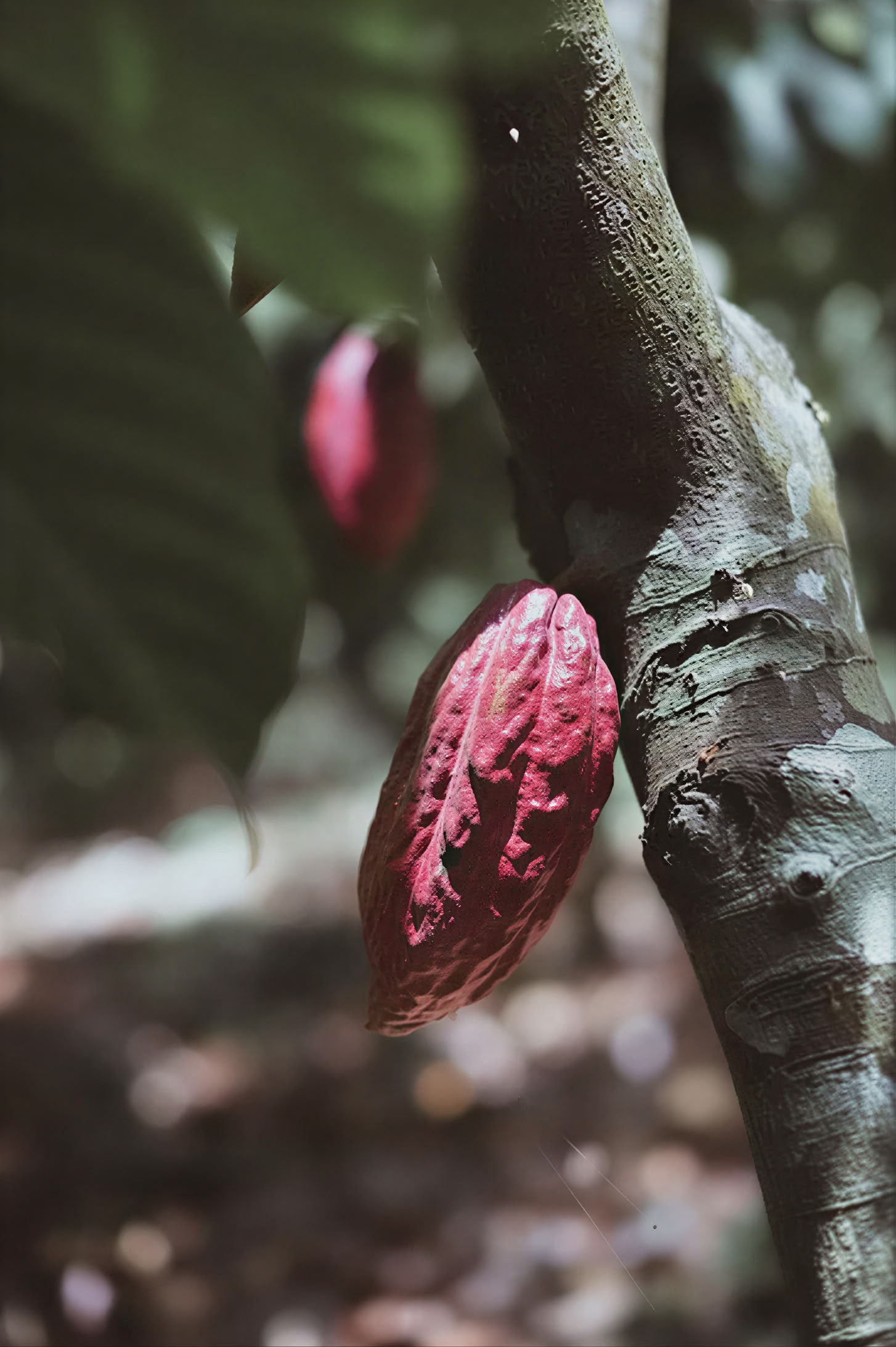 INSIDE CACAO - Workshop Drop in
