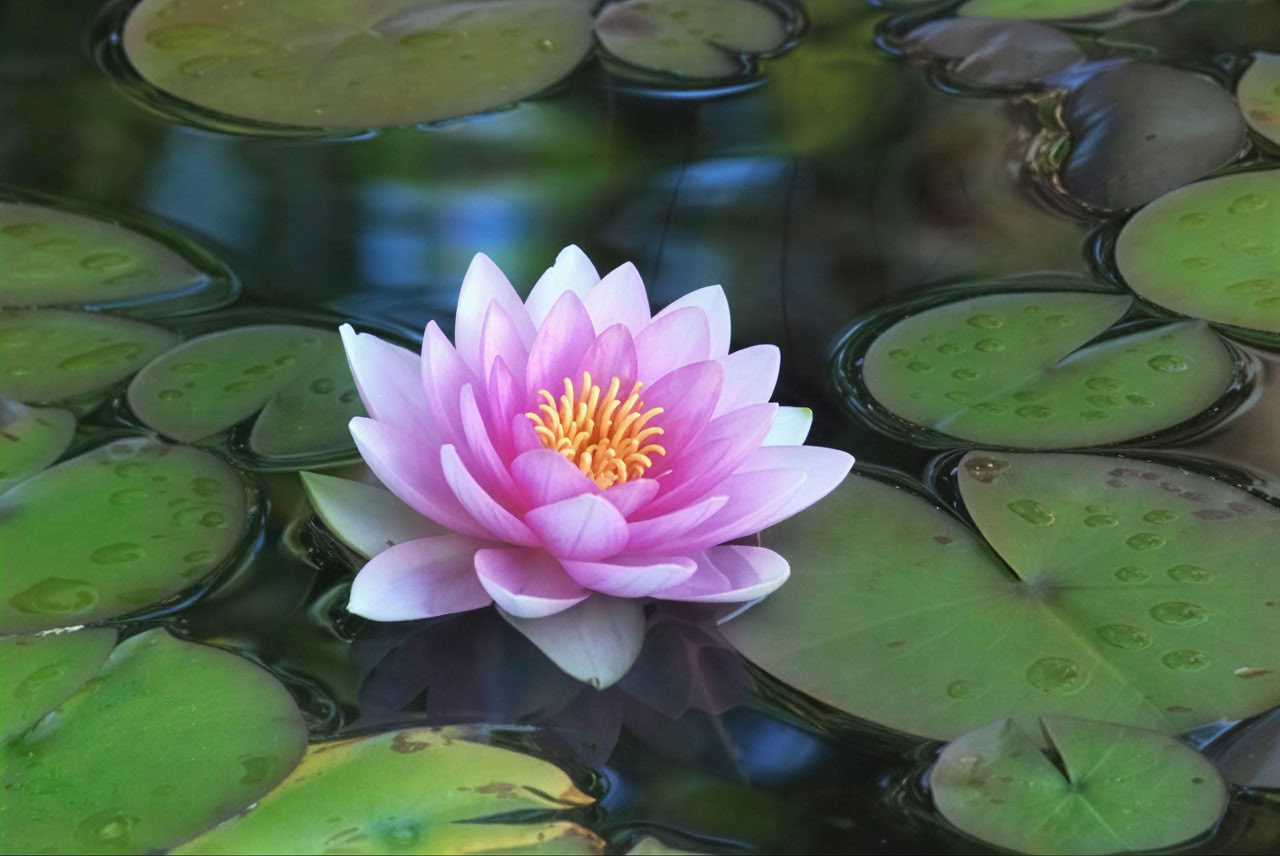 9 Day Silent retreat