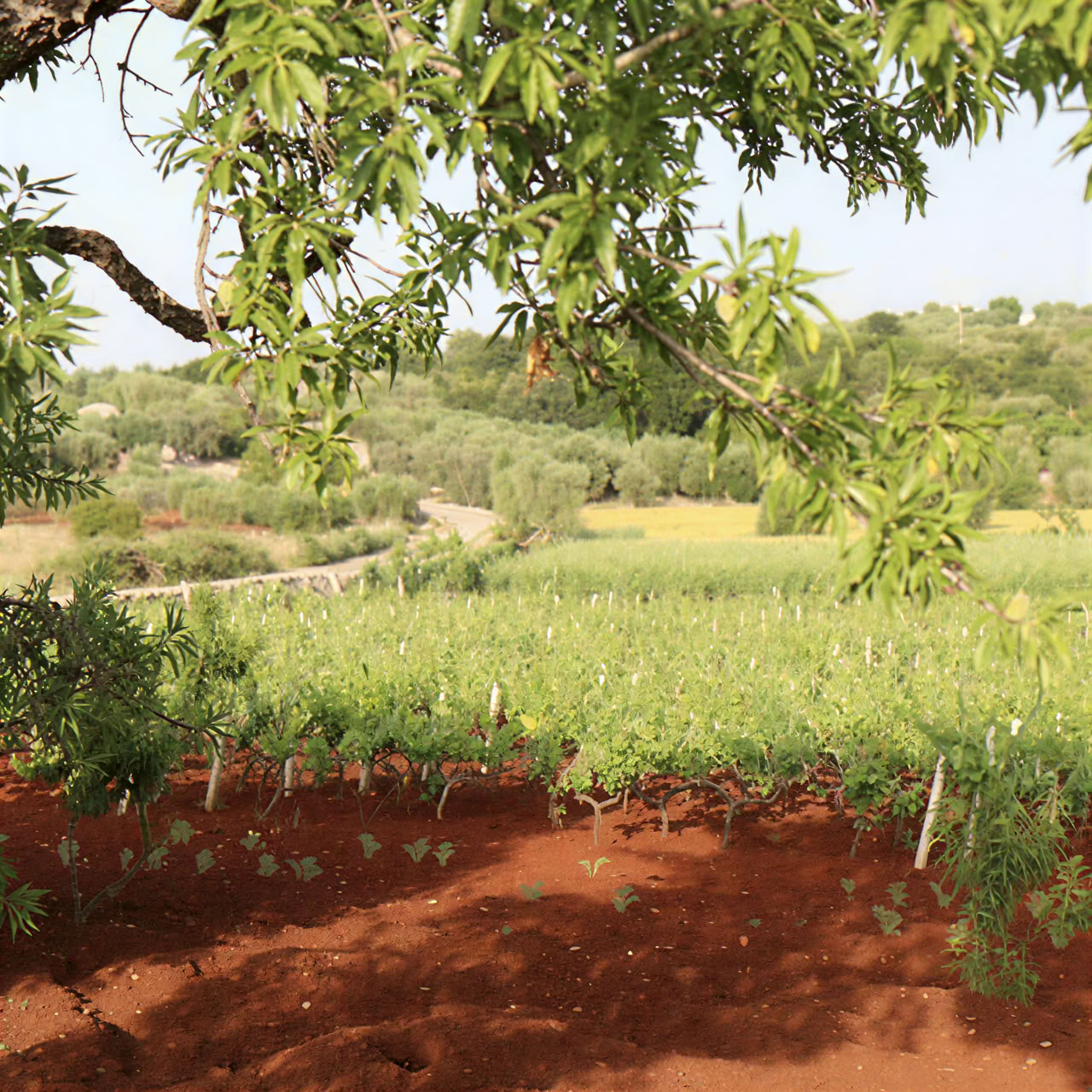 Ashtanga Vinyasa Yoga Retreat