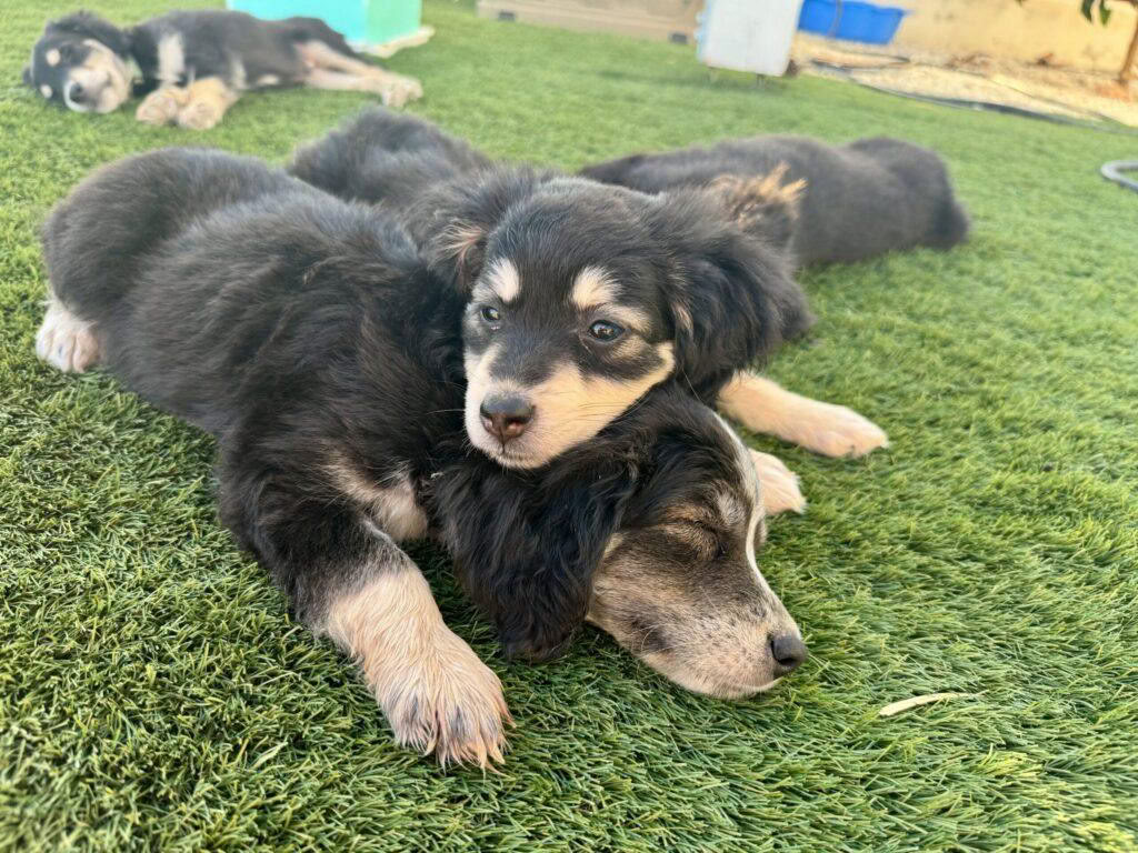 Puppy Yoga Class