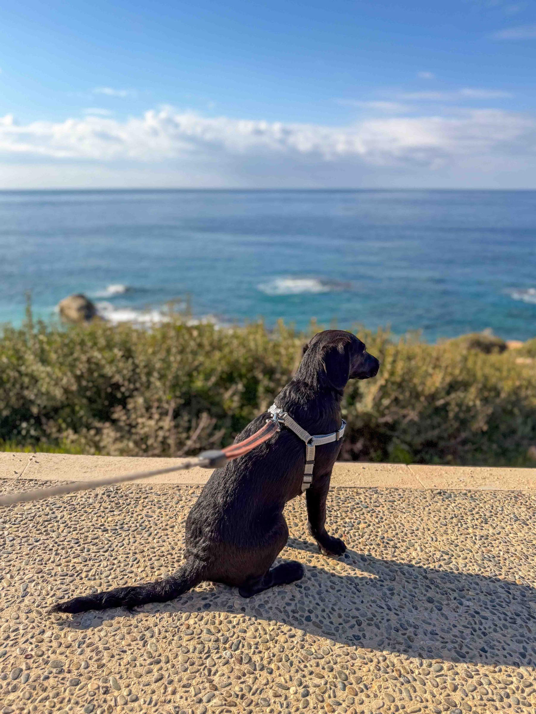 Puppy Beach Walk