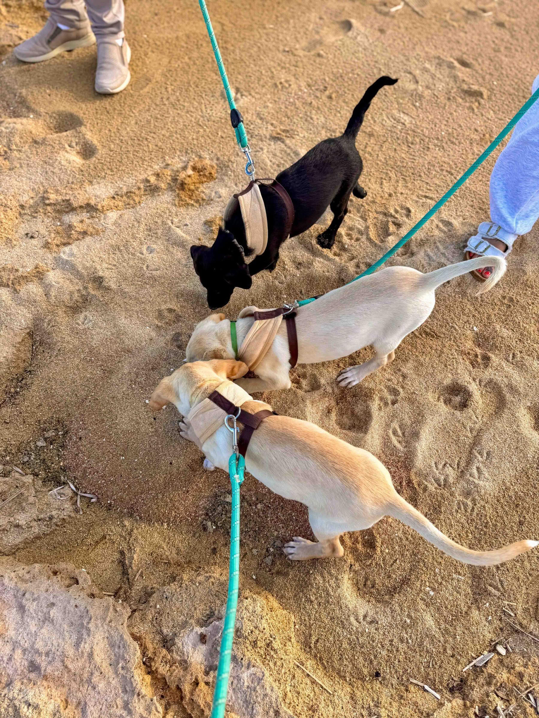 Puppy Beach Walk