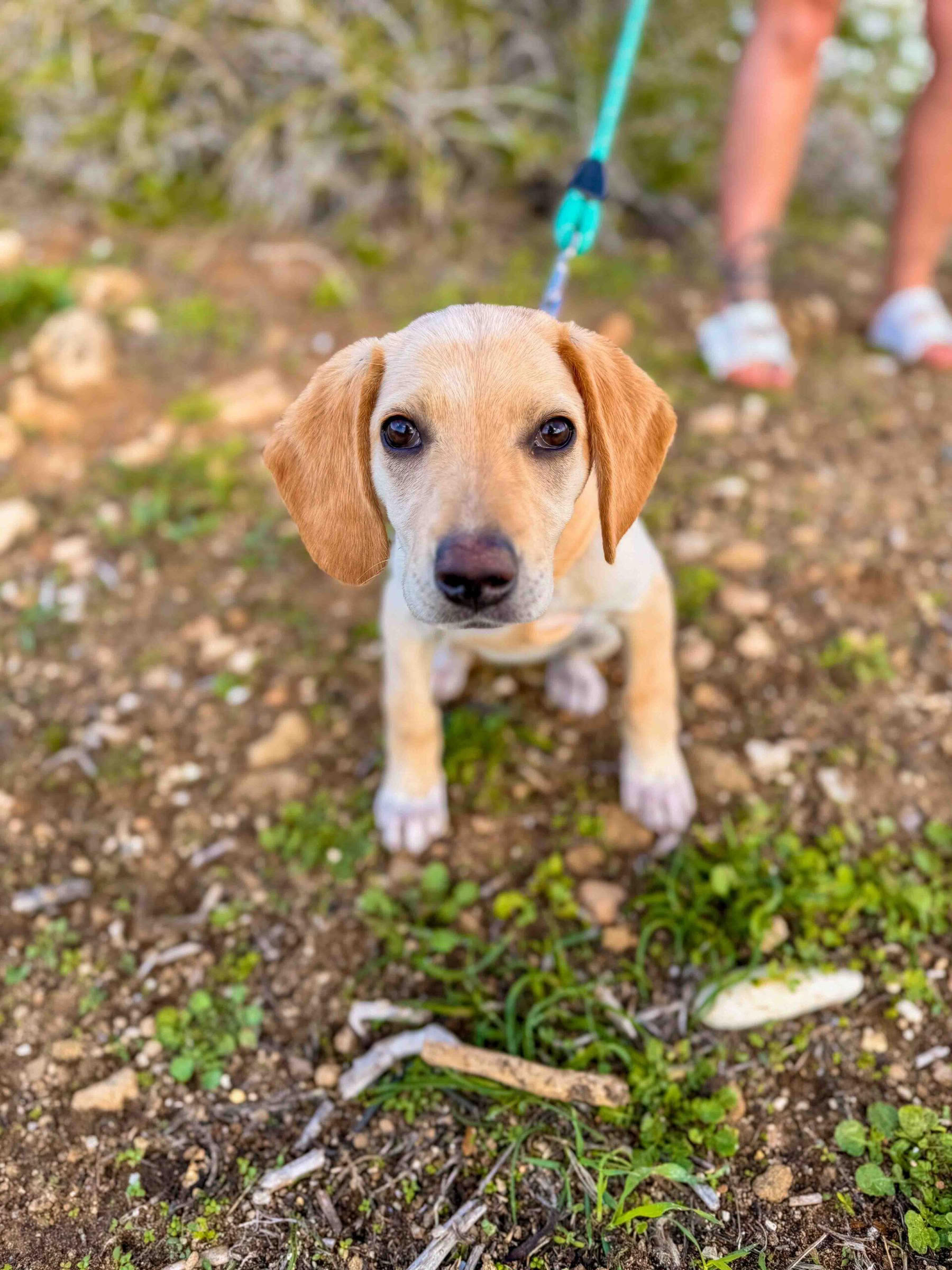 Puppy Beach Walk