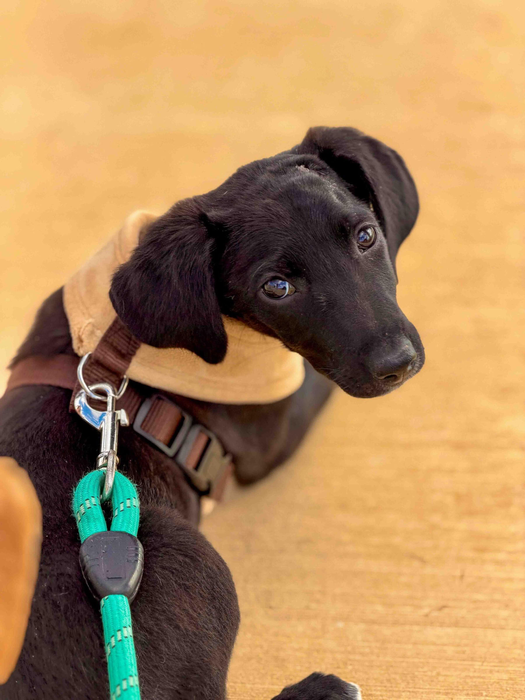 Puppy Beach Walk