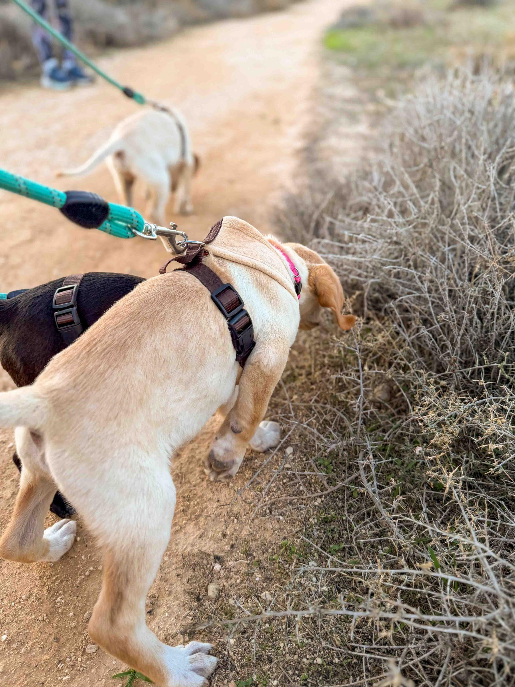 Puppy Beach Walk