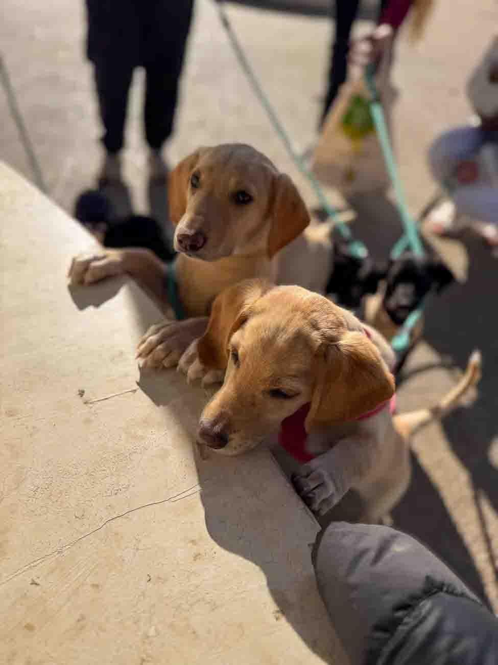 Puppy Beach Walk