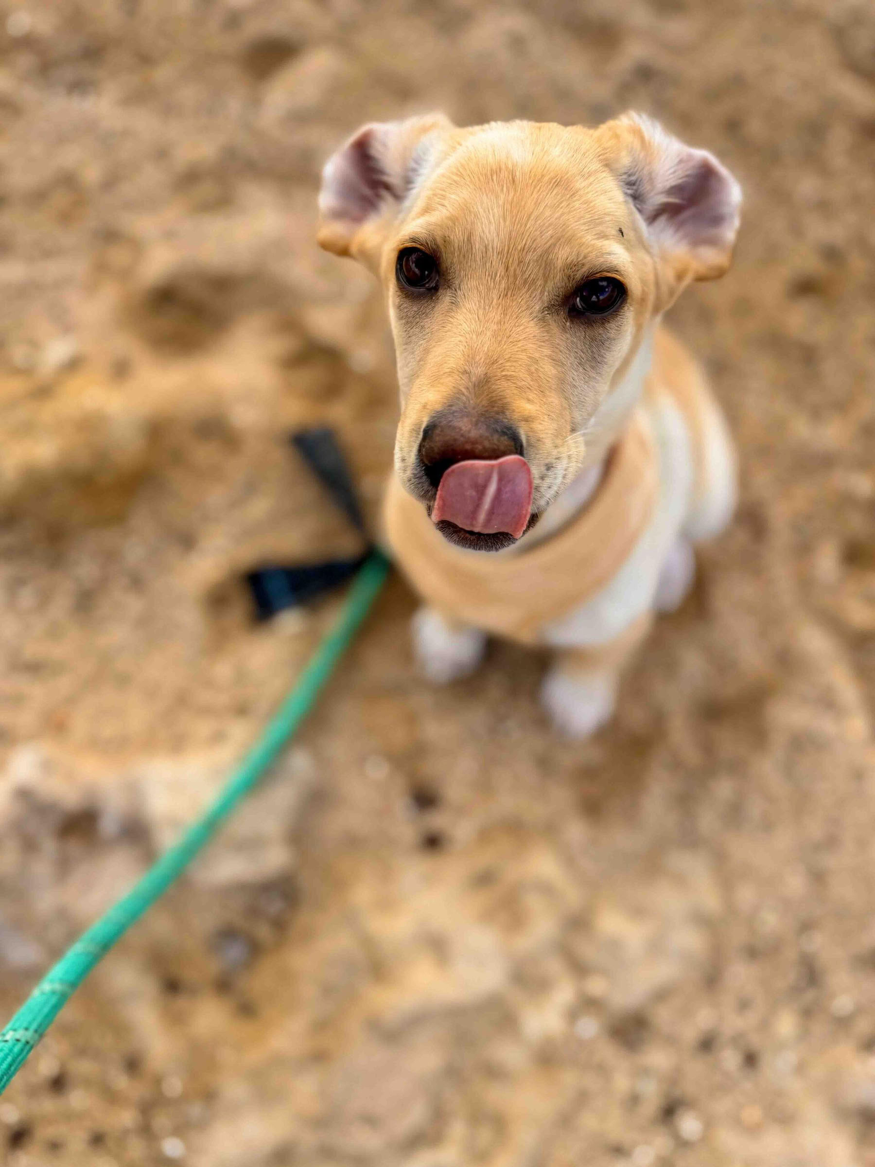 Puppy Beach Walk