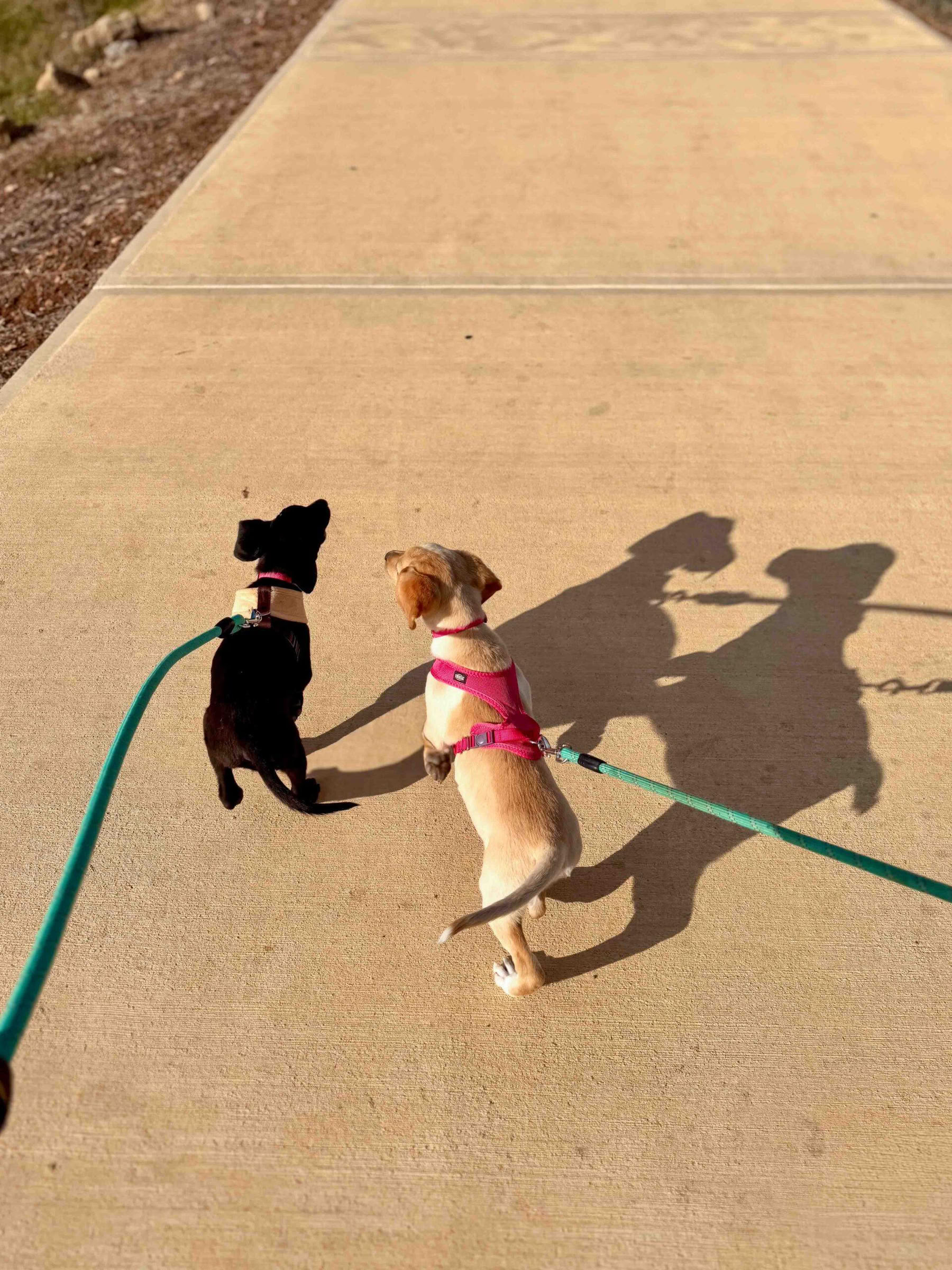 Puppy Beach Walk
