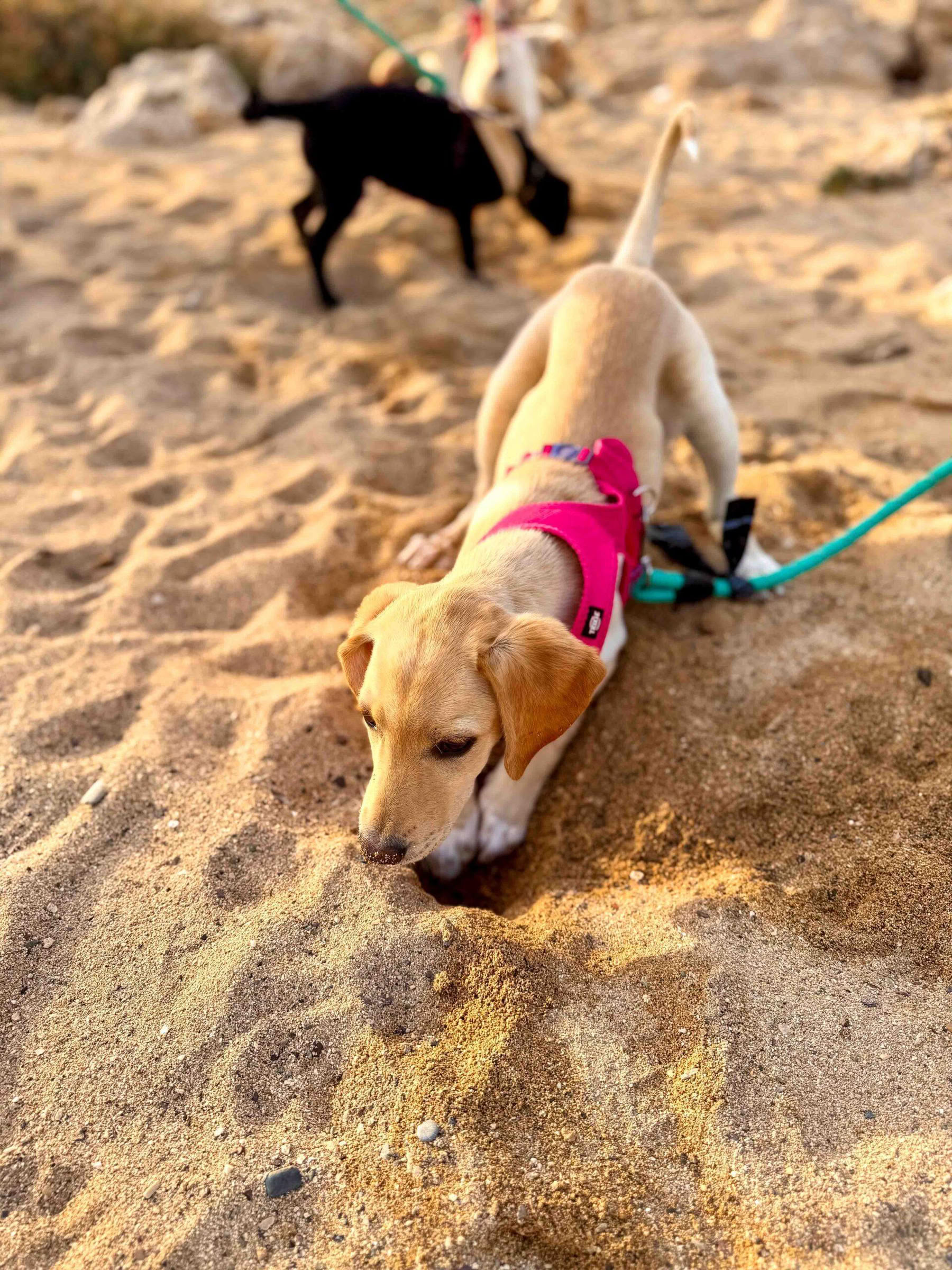 Puppy Beach Walk