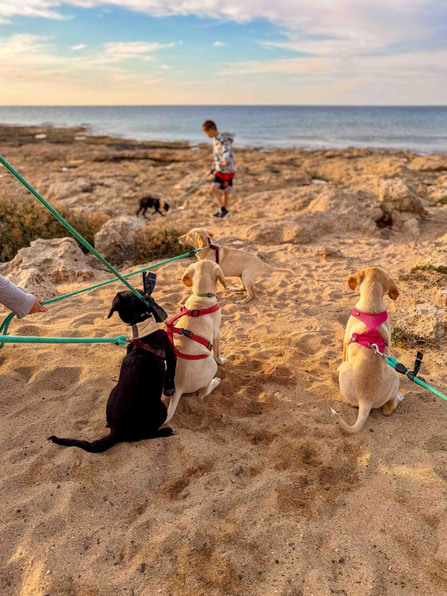 Puppy Beach Walk