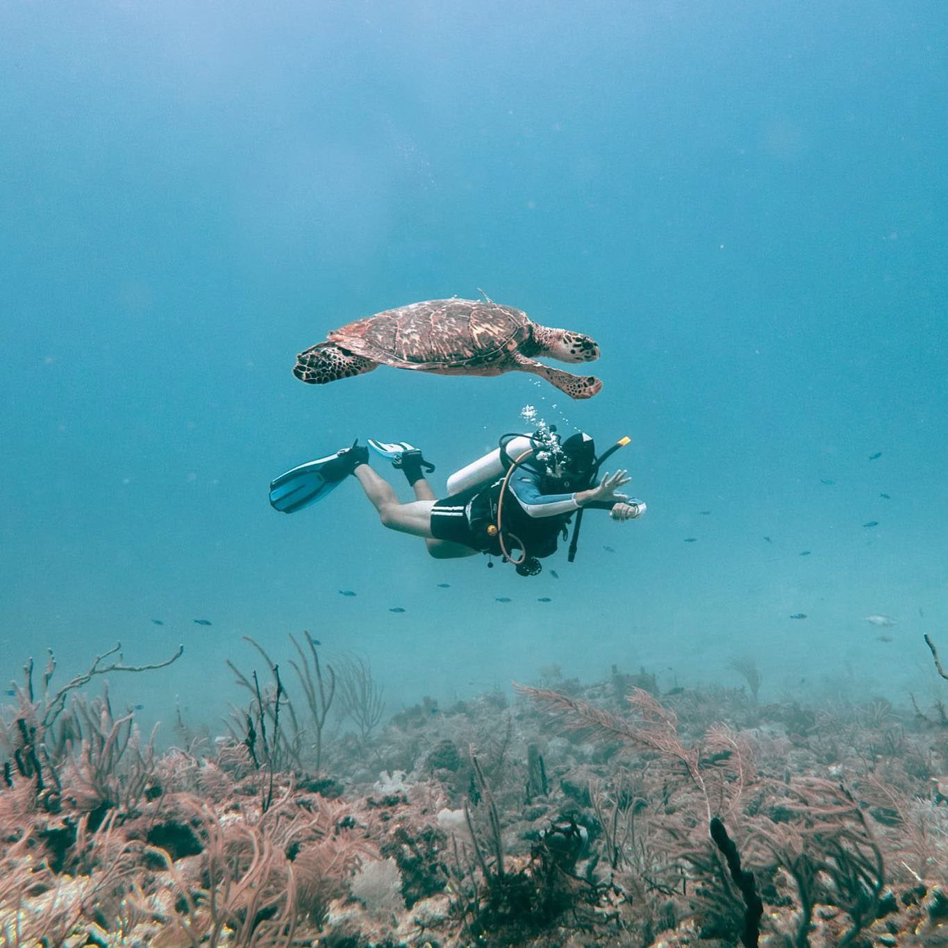 Depth & Discovery: A Mahai Dive Expedition