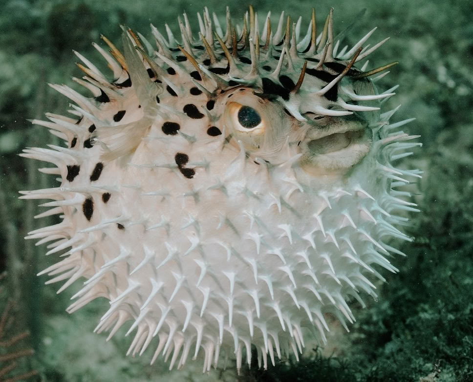 Depth & Discovery: A Mahai Dive Expedition
