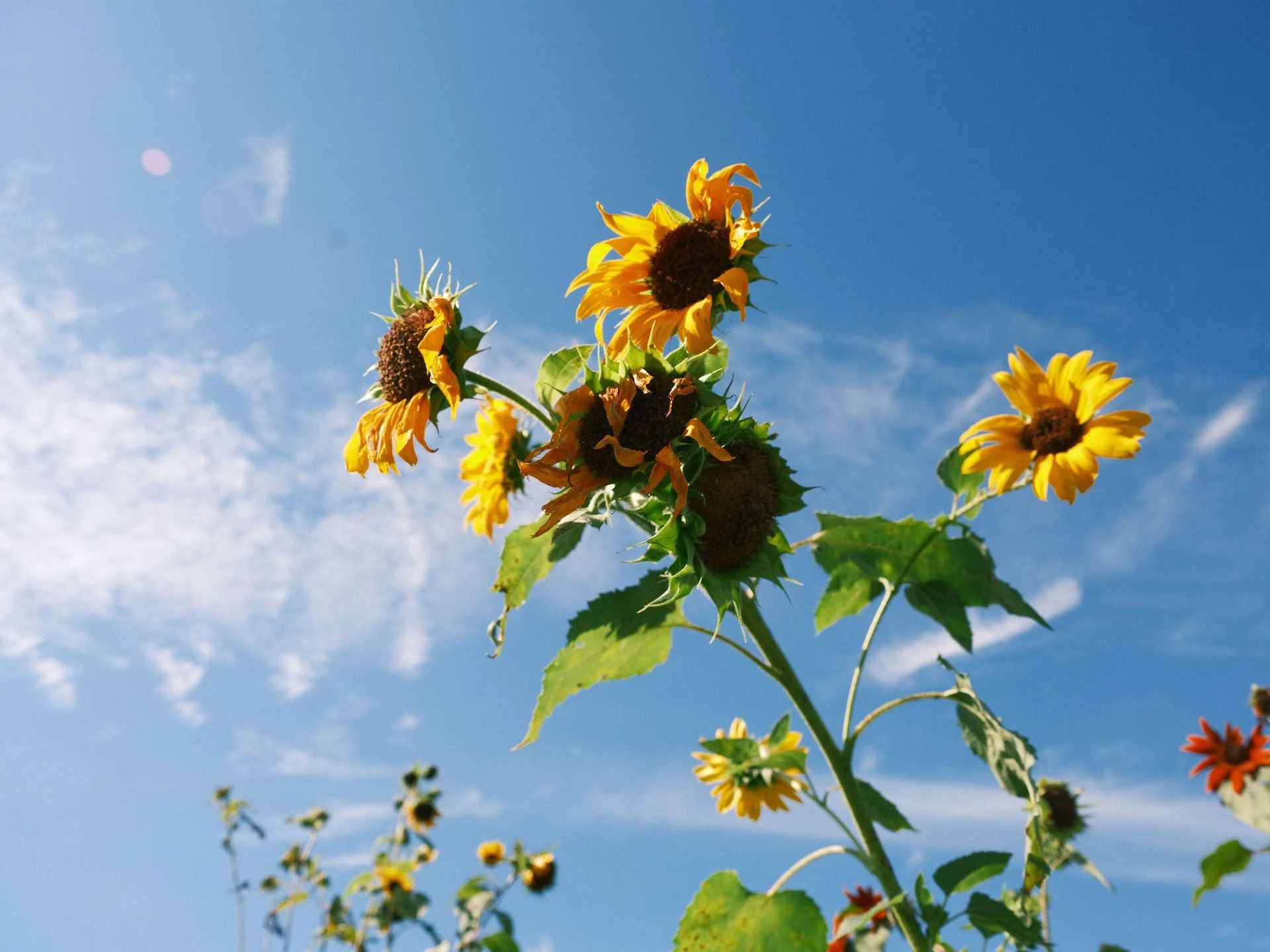 Herb Preservation: From Garden to Kitchen
