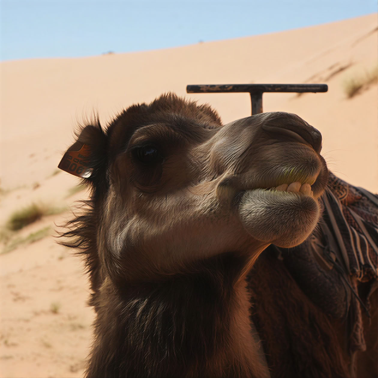 9-Day Yoga & Culture Retreat in Northern Morocco – From Casablanca to Chefchaouen & Tangier – Jul 25 - Aug 2