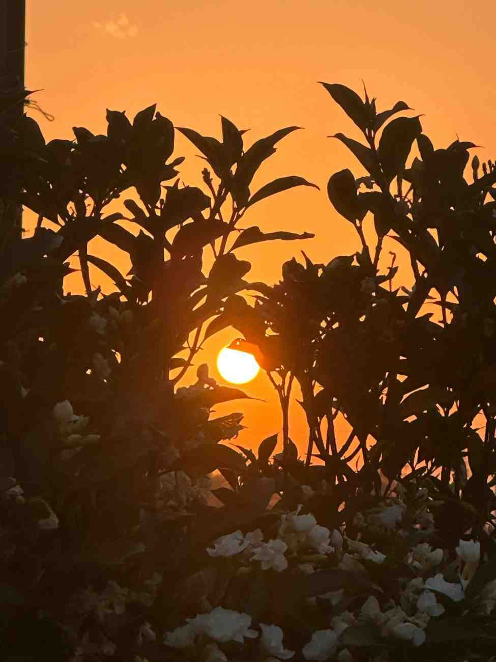 “Vishram” Retreat of Silent Awareness