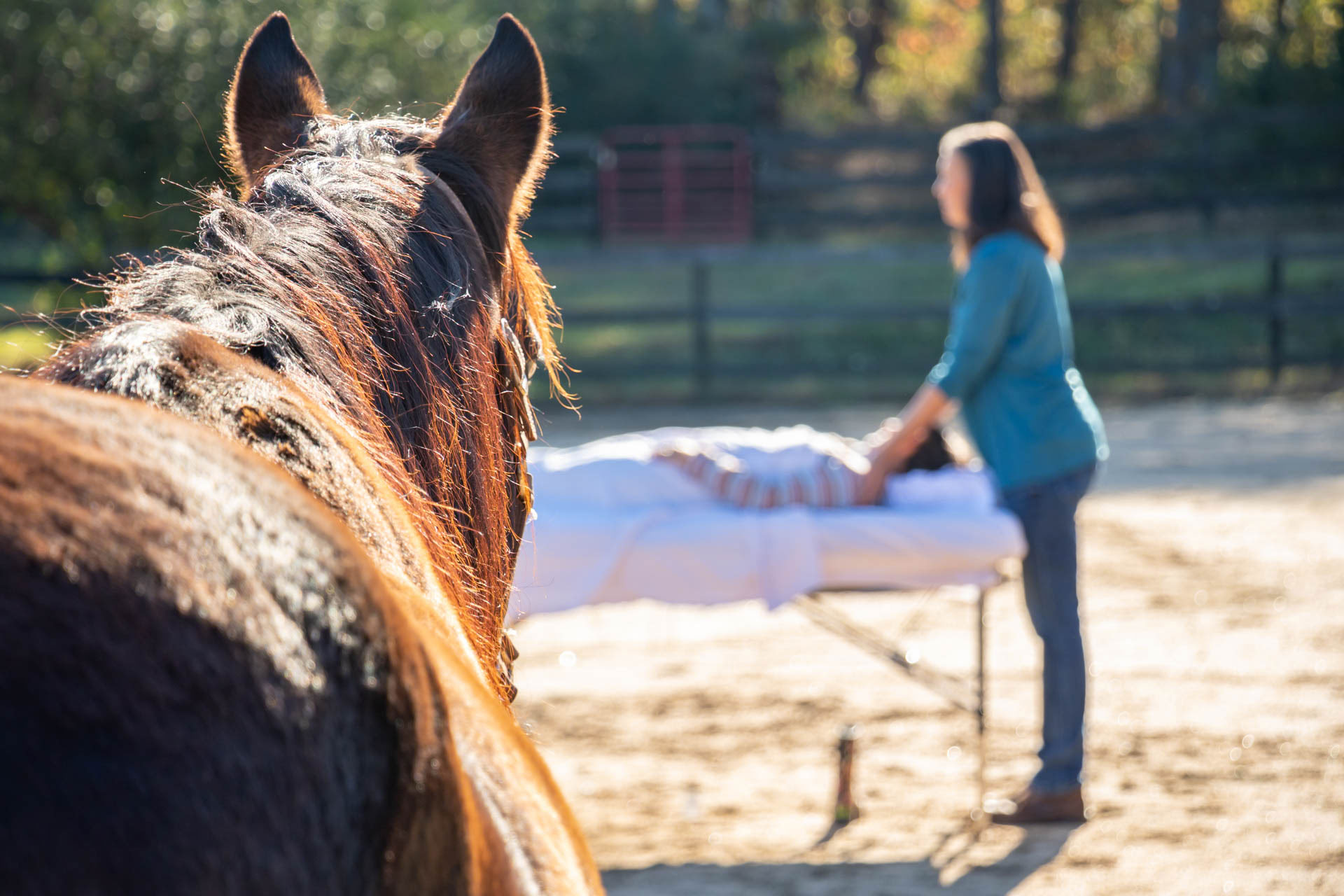 Developing Your Intuition & Wisdom Through Horses: An Attorney Well-Being Retreat