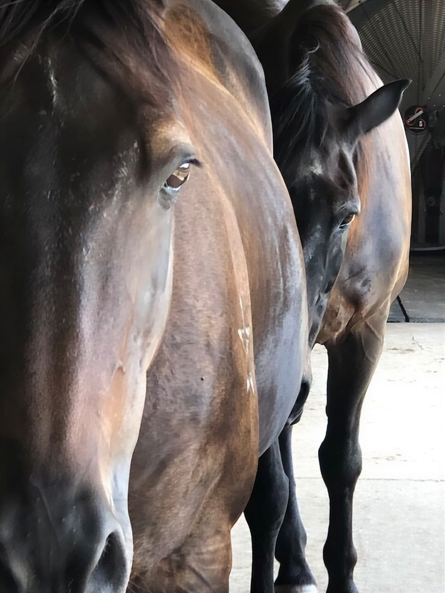 Developing Your Intuition & Wisdom Through Horses: An Attorney Well-Being Retreat