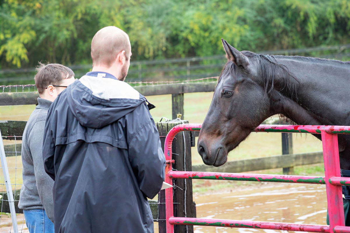 Developing Your Intuition & Wisdom Through Horses: An Attorney Well-Being Retreat