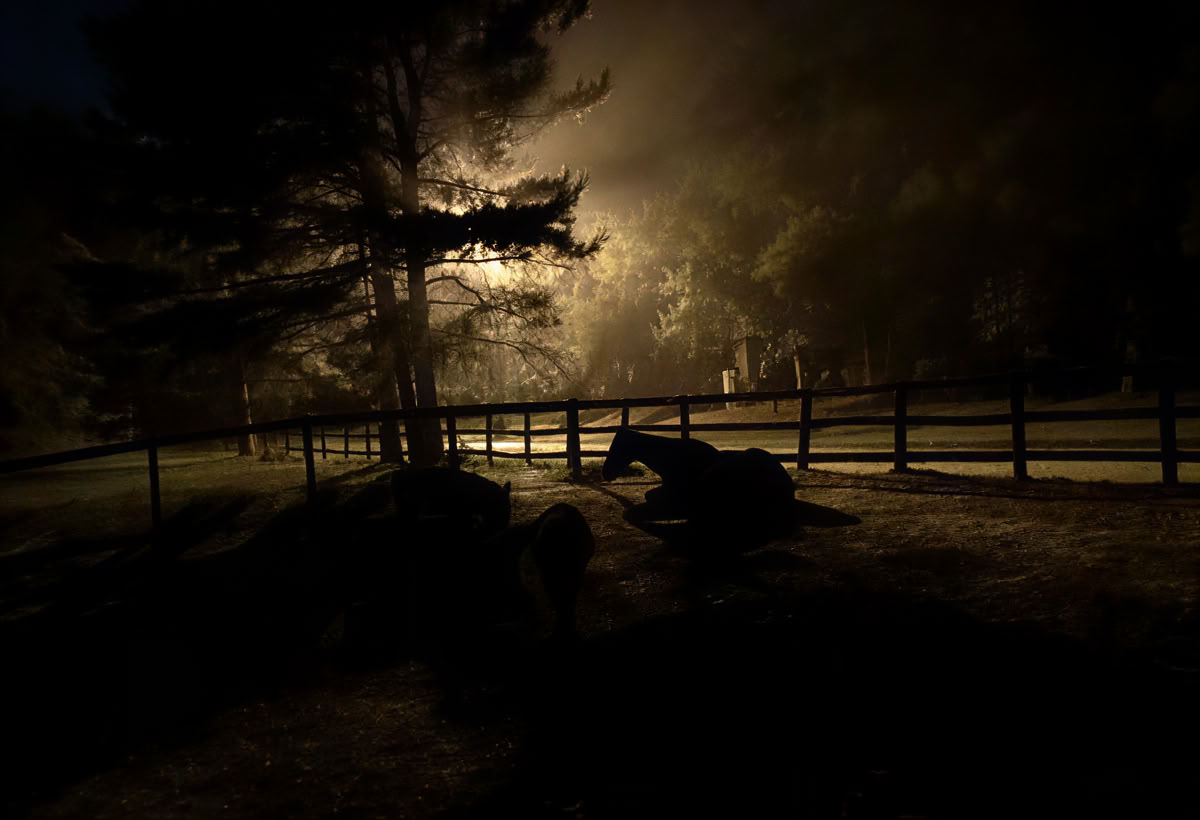 Developing Your Intuition & Wisdom Through Horses: An Attorney Well-Being Retreat