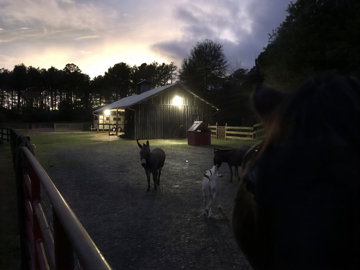 Developing Your Intuition & Wisdom Through Horses: An Attorney Well-Being Retreat
