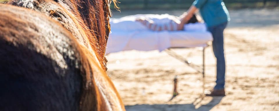 Developing Your Intuition & Wisdom Through Horses: An Attorney Well-Being Retreat