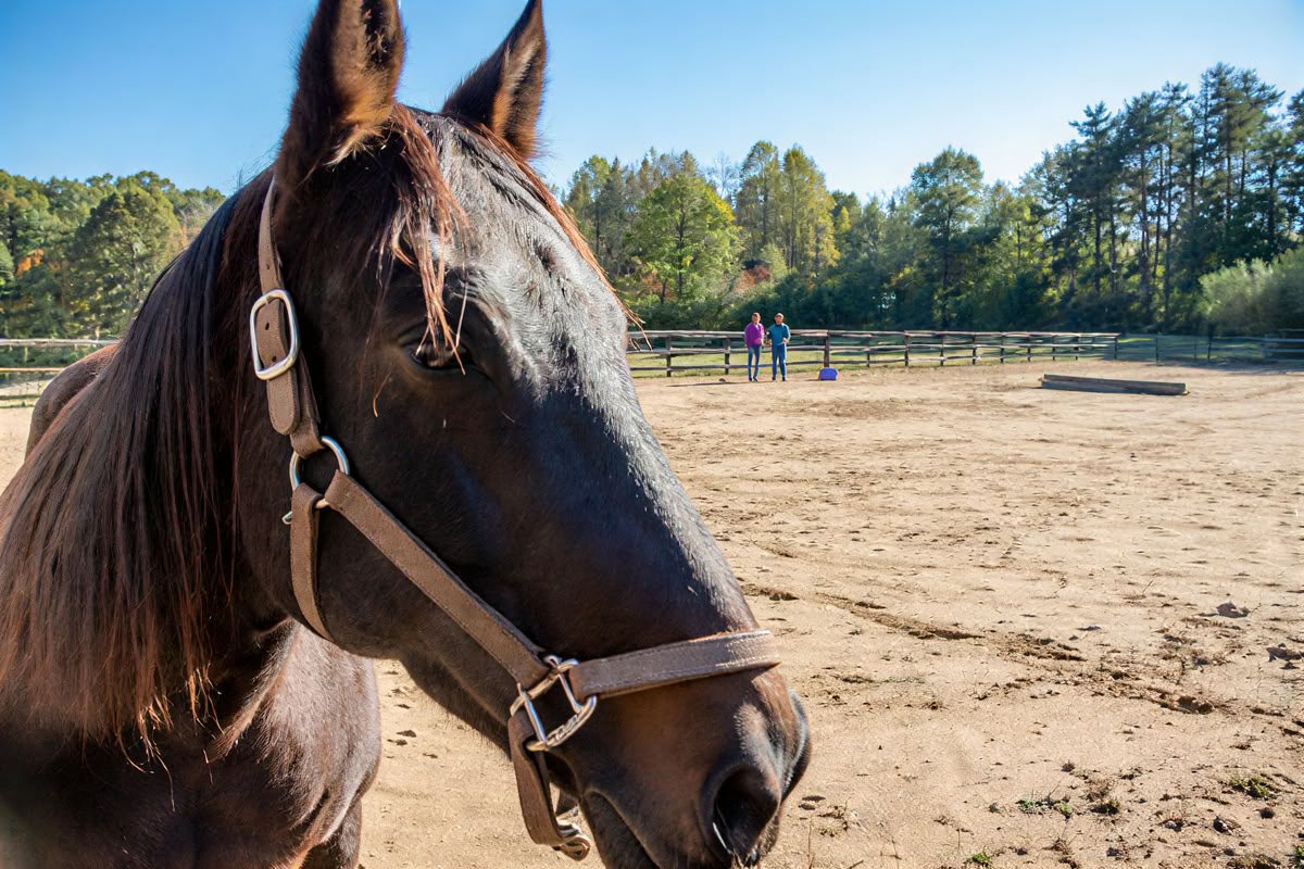 Retreat Returnees 4 Day Next Level Experiential Learning Women’s Horse Retreat