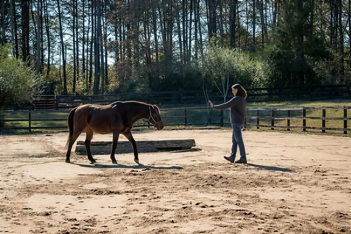 Retreat Returnees 4 Day Next Level Experiential Learning Women’s Horse Retreat