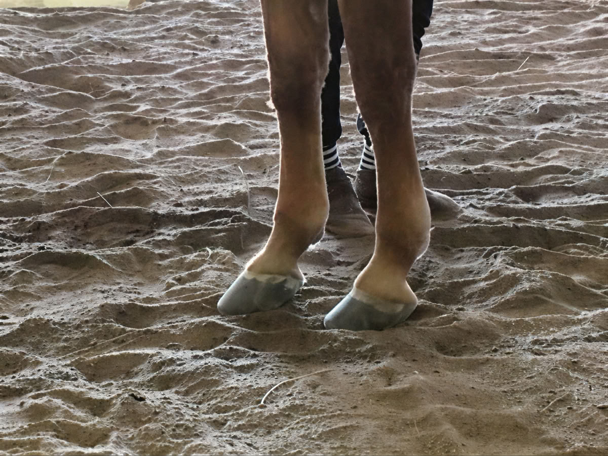Retreat Returnees 4 Day Next Level Experiential Learning Women’s Horse Retreat